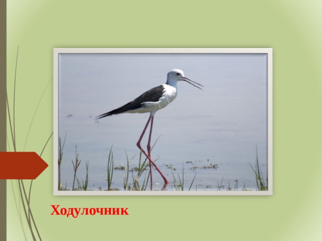 Ходулочник 