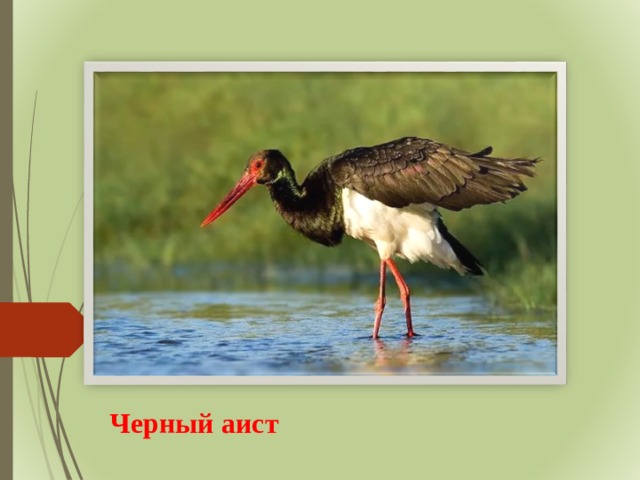 Черный аист 