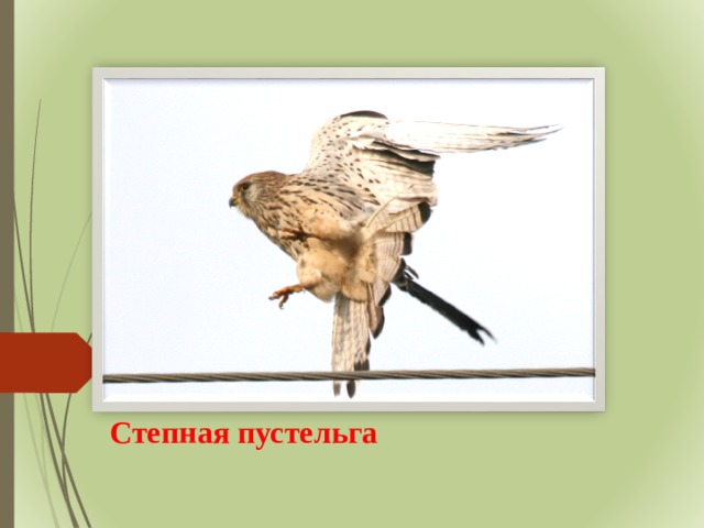 Степная пустельга 