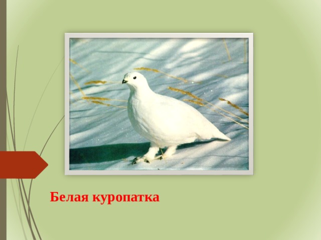 Белая куропатка 