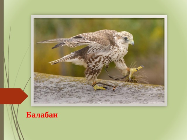 Балабан 