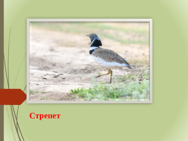 Стрепет 
