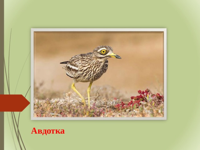 Авдотка 