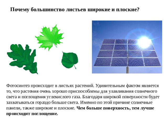 Почему большинство листьев широкие и плоские? Фотосинтез происходит в листьях растений. Удивительным фактом является то, что растения очень хорошо приспособлены для улавливания солнечного света и поглощения углекислого газа. Благодаря широкой поверхности будет захватываться гораздо больше света. Именно по этой причине солнечные панели, также широкие и плоские. Чем больше поверхность, тем лучше происходит поглощение. 