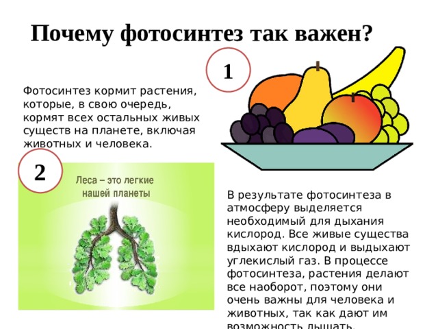 Почему фотосинтез так важен? 1 Фотосинтез кормит растения, которые, в свою очередь, кормят всех остальных живых существ на планете, включая животных и человека. 2 В результате фотосинтеза в атмосферу выделяется необходимый для дыхания кислород. Все живые существа вдыхают кислород и выдыхают углекислый газ. В процессе фотосинтеза, растения делают все наоборот, поэтому они очень важны для человека и животных, так как дают им возможность дышать. 