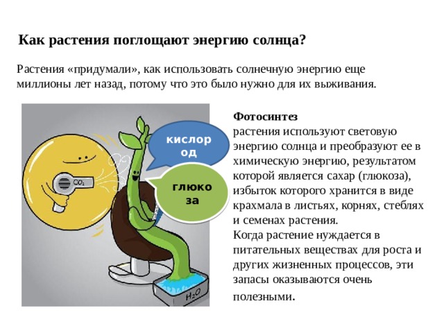 Как растения поглощают энергию солнца? Растения «придумали», как использовать солнечную энергию еще миллионы лет назад, потому что это было нужно для их выживания. Фотосинтез растения используют световую энергию солнца и преобразуют ее в химическую энергию, результатом которой является сахар (глюкоза), избыток которого хранится в виде крахмала в листьях, корнях, стеблях и семенах растения. Когда растение нуждается в питательных веществах для роста и других жизненных процессов, эти запасы оказываются очень полезными . кислород глюкоза 