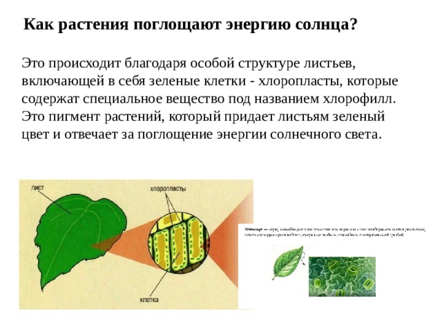 Как растения поглощают энергию солнца? Это происходит благодаря особой структуре листьев, включающей в себя зеленые клетки - хлоропласты, которые содержат специальное вещество под названием хлорофилл. Это пигмент растений, который придает листьям зеленый цвет и отвечает за поглощение энергии солнечного света. 