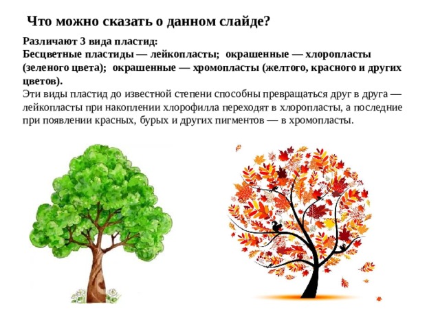 Что можно сказать о данном слайде? Различают 3 вида пластид: Бесцветные пластиды — лейкопласты; окрашенные — хлоропласты (зеленого цвета); окрашенные — хромопласты (желтого, красного и других цветов). Эти виды пластид до известной степени способны превращаться друг в друга — лейкопласты при накоплении хлорофилла переходят в хлоропласты, а последние при появлении красных, бурых и других пигментов — в хромопласты. 
