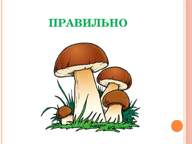 ПРАВИЛЬНО 