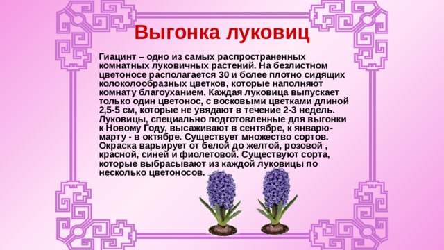 Выгонка луковиц  Гиацинт – одно из самых распространенных комнатных луковичных растений. На безлистном цветоносе располагается 30 и более плотно сидящих колоколообразных цветков, которые наполняют комнату благоуханием. Каждая луковица выпускает только один цветонос, с восковыми цветками длиной 2,5-5 см, которые не увядают в течение 2-3 недель. Луковицы, специально подготовленные для выгонки к Новому Году, высаживают в сентябре, к январю-марту - в октябре. Существует множество сортов. Окраска варьирует от белой до желтой, розовой , красной, синей и фиолетовой. Существуют сорта, которые выбрасывают из каждой луковицы по несколько цветоносов.     