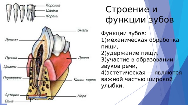 Строение и функции зубов Функции зубов: 1)механическая обработка пищи, 2)удержание пищи, 3)участие в образовании звуков речи, 4)эстетическая — являются важной частью широкой улыбки. 