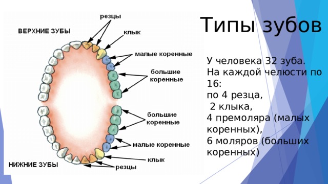 Типы зубов У человека 32 зуба. На каждой челюсти по 16: по 4 резца,  2 клыка, 4 премоляра (малых коренных), 6 моляров (больших коренных) 