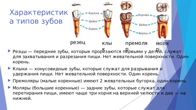 Характеристика типов зубов резец клык премоляр моляр Резцы — передние зубы, которые прорезаются первыми у детей, служат для захватывания и разрезания пищи. Нет жевательной поверхности. Один корень. Клыки — конусовидные зубы, которые служат для разрывания и удержания пищи. Нет жевательной поверхности. Один корень. Премоляры (малые коренные) имеют 2 жевательных бугорка, один корень. Моляры (большие коренные) — задние зубы, которые служат для перетирания пищи, имеют чаще три корня на верхней челюсти и два — на нижней. 