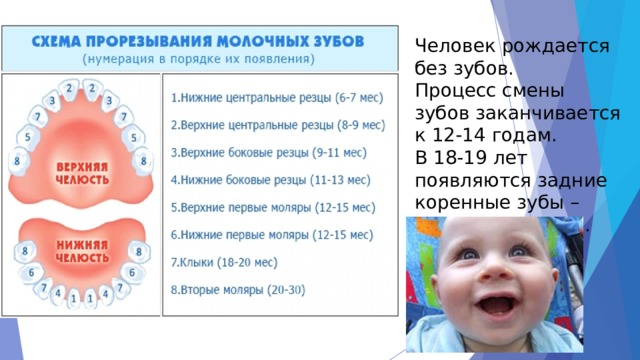 Человек рождается без зубов. Процесс смены зубов заканчивается к 12-14 годам. В 18-19 лет появляются задние коренные зубы – «зубы мудрости». 