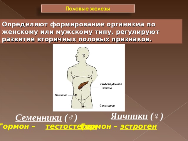 Определяют формирование организма по женскому или мужскому типу, регулируют развитие вторичных половых признаков. Яичники ( ♀) Семенники ( ♂) Гормон – эстроген Гормон – тестостерон 