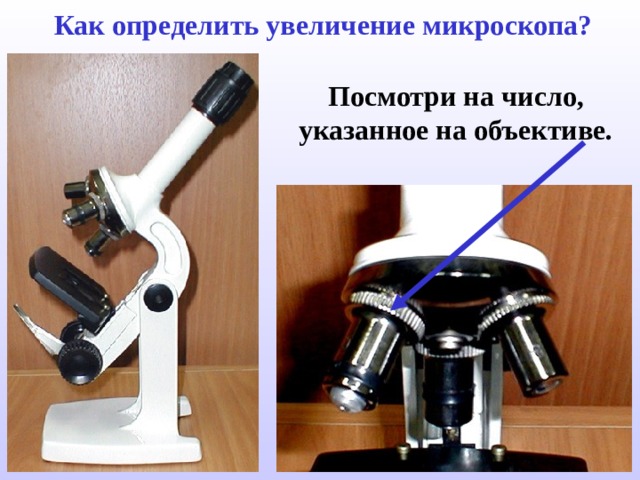 Как определить увеличение микроскопа? Посмотри на число, указанное на объективе. 