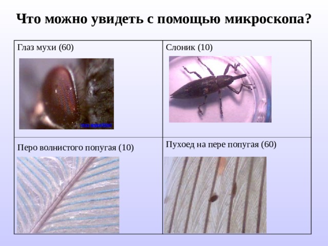 Что можно увидеть с помощью микроскопа ? Глаз мухи (60) Слоник (10) Перо волнистого попугая (10)  Пухоед на пере попугая (60) 