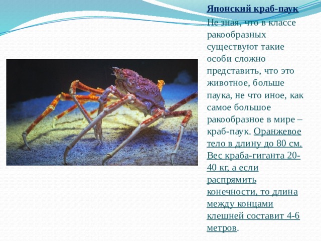 Японский краб-паук Не зная, что в классе ракообразных существуют такие особи сложно представить, что это животное, больше паука, не что иное, как самое большое ракообразное в мире – краб-паук. Оранжевое тело в длину до 80 см. Вес краба-гиганта 20-40 кг, а если распрямить конечности, то длина между концами клешней составит 4-6 метров . 