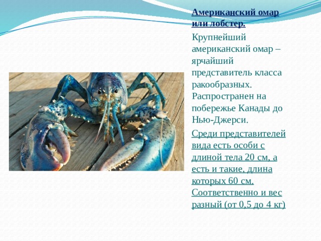 Американский омар или лобстер. Крупнейший американский омар – ярчайший представитель класса ракообразных. Распространен на побережье Канады до Нью-Джерси. Среди представителей вида есть особи с длиной тела 20 см, а есть и такие, длина которых 60 см. Соответственно и вес разный (от 0,5 до 4 кг) 