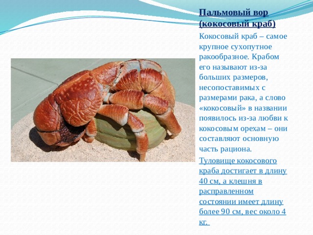 Пальмовый вор (кокосовый краб) Кокосовый краб – самое крупное сухопутное ракообразное. Крабом его называют из-за больших размеров, несопоставимых с размерами рака, а слово «кокосовый» в названии появилось из-за любви к кокосовым орехам – они составляют основную часть рациона. Туловище кокосового краба достигает в длину 40 см, а клешня в расправленном состоянии имеет длину более 90 см, вес около 4 кг. 