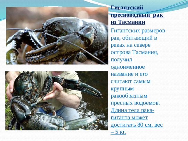 Гигантский пресноводный рак из Тасмании Гигантских размеров рак, обитающий в реках на севере острова Тасмания, получил одноименное название и его считают самым крупным ракообразным пресных водоемов. Длина тела рака-гиганта может достигать 80 см, вес – 5 кг. 