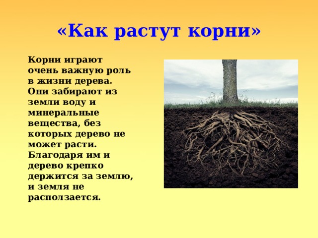 «Как растут корни» Корни играют очень важную роль в жизни дерева. Они забирают из земли воду и минеральные вещества, без которых дерево не может расти. Благодаря им и дерево крепко держится за землю, и земля не расползается. 