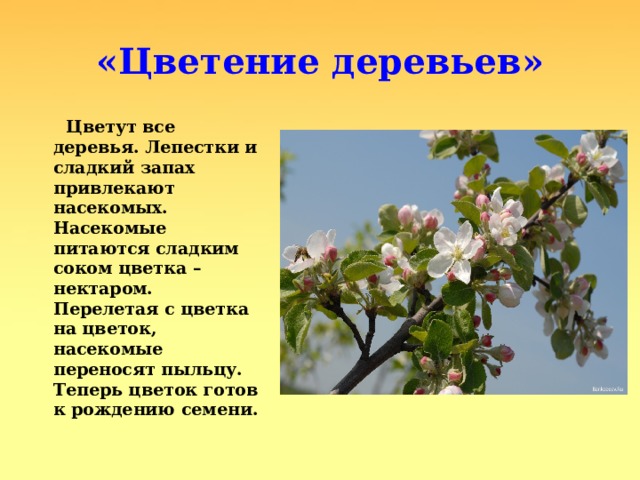 «Цветение деревьев»  Цветут все деревья. Лепестки и сладкий запах привлекают насекомых. Насекомые питаются сладким соком цветка – нектаром. Перелетая с цветка на цветок, насекомые переносят пыльцу. Теперь цветок готов к рождению семени. 