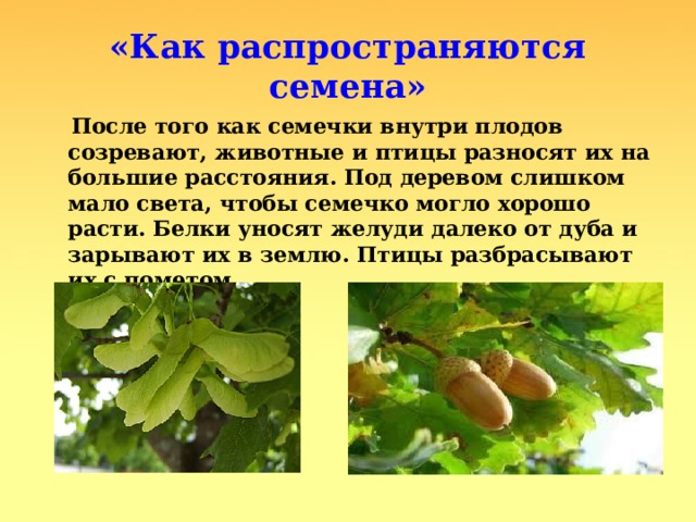 «Как распространяются семена»  После того как семечки внутри плодов созревают, животные и птицы разносят их на большие расстояния. Под деревом слишком мало света, чтобы семечко могло хорошо расти. Белки уносят желуди далеко от дуба и зарывают их в землю. Птицы разбрасывают их с пометом 
