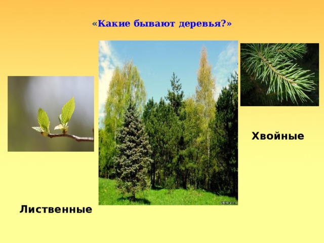  « Какие бывают деревья?»         Хвойные      Лиственные 