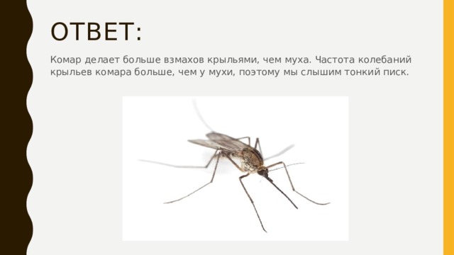 Ответ: Комар делает больше взмахов крыльями, чем муха. Частота колебаний крыльев комара больше, чем у мухи, поэтому мы слышим тонкий писк. 