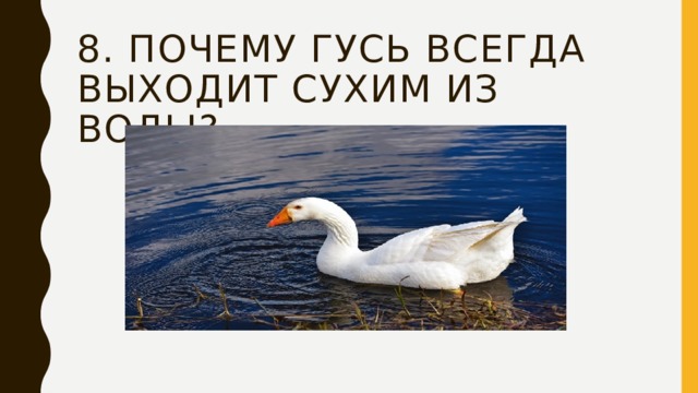 8. Почему гусь всегда выходит сухим из воды? 