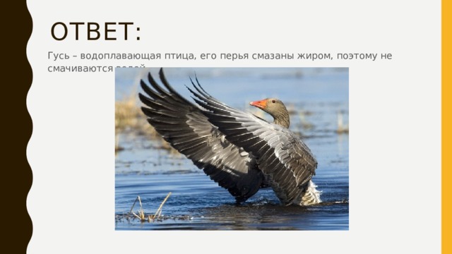 Ответ: Гусь – водоплавающая птица, его перья смазаны жиром, поэтому не смачиваются водой. 