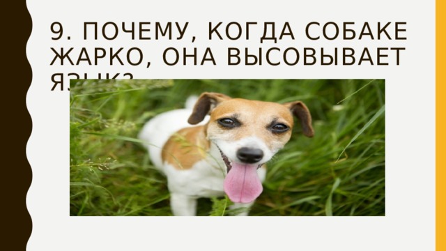 9. Почему, когда собаке жарко, она высовывает язык? 