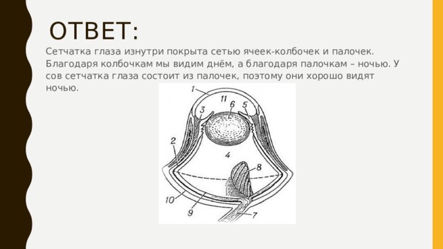 Ответ: Сетчатка глаза изнутри покрыта сетью ячеек-колбочек и палочек. Благодаря колбочкам мы видим днём, а благодаря палочкам – ночью. У сов сетчатка глаза состоит из палочек, поэтому они хорошо видят ночью. 