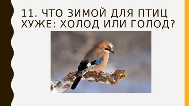 11. Что зимой для птиц хуже: холод или голод? 