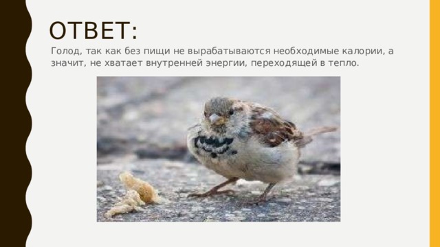 Ответ: Голод, так как без пищи не вырабатываются необходимые калории, а значит, не хватает внутренней энергии, переходящей в тепло. 