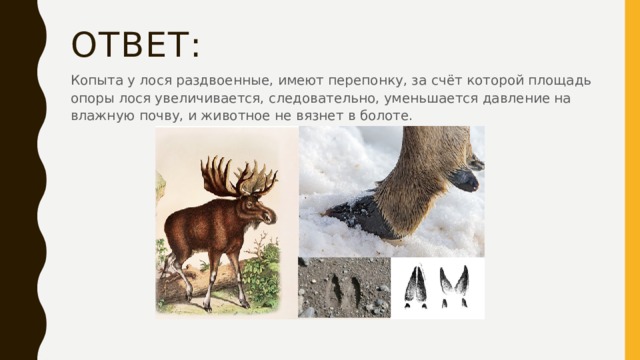 Ответ: Копыта у лося раздвоенные, имеют перепонку, за счёт которой площадь опоры лося увеличивается, следовательно, уменьшается давление на влажную почву, и животное не вязнет в болоте. 