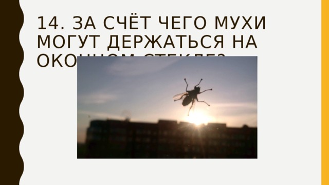 14. За счёт чего мухи могут держаться на оконном стекле? 