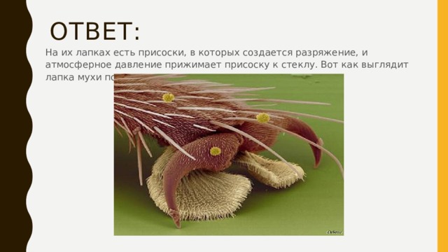 Ответ: На их лапках есть присоски, в которых создается разряжение, и атмосферное давление прижимает присоску к стеклу. Вот как выглядит лапка мухи под микроскопом. 