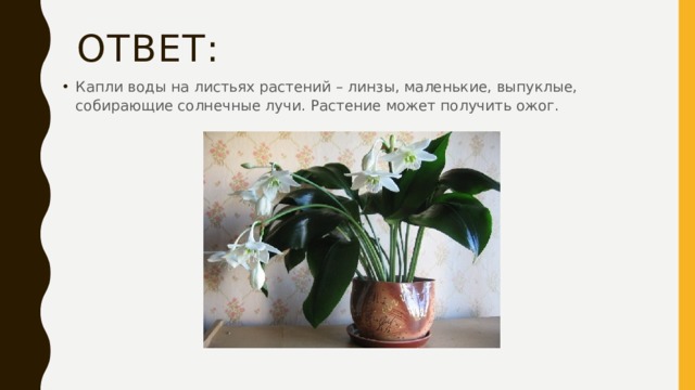 Ответ: Капли воды на листьях растений – линзы, маленькие, выпуклые, собирающие солнечные лучи. Растение может получить ожог. 