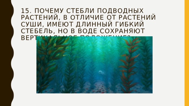 15. Почему стебли подводных растений, в отличие от растений суши, имеют длинный гибкий стебель, но в воде сохраняют вертикальное положение? 