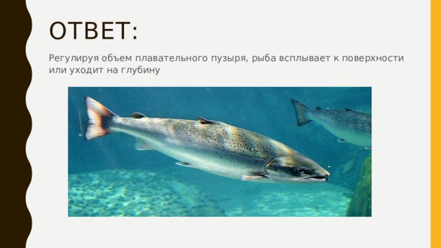 Ответ: Регулируя объем плавательного пузыря, рыба всплывает к поверхности или уходит на глубину 