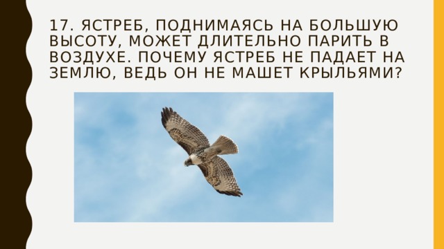 17. Ястреб, поднимаясь на большую высоту, может длительно парить в воздухе. Почему ястреб не падает на землю, ведь он не машет крыльями? 
