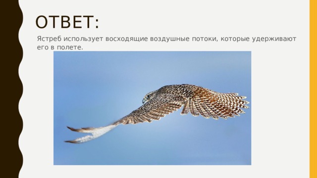 Ответ: Ястреб использует восходящие воздушные потоки, которые удерживают его в полете. 