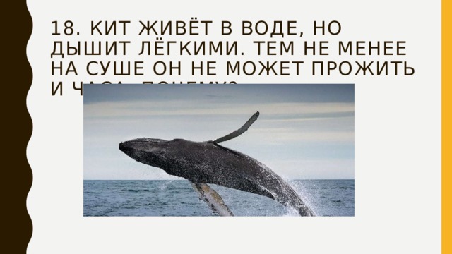 18. Кит живёт в воде, но дышит лёгкими. Тем не менее на суше он не может прожить и часа. Почему? 