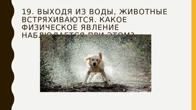 19. Выходя из воды, животные встряхиваются. Какое физическое явление наблюдается при этом? 