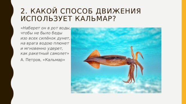 2. Какой способ движения использует кальмар? « Наберет он в рот воды,  чтобы не было беды  изо всех силёнок дунет,  на врага водою плюнет  и мгновенно удерет,  как ракетный самолет » А. Петров, «Кальмар» 