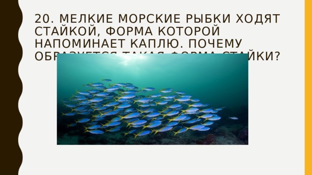 20. Мелкие морские рыбки ходят стайкой, форма которой напоминает каплю. Почему образуется такая форма стайки? 