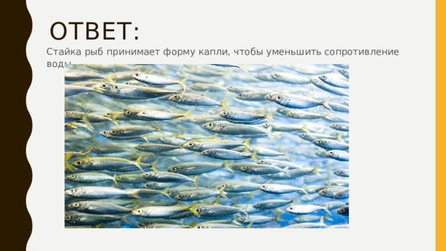 Ответ: Стайка рыб принимает форму капли, чтобы уменьшить сопротивление воды. 