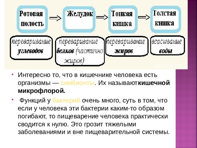 Интересно то, что в кишечнике человека есть организмы —  симбионты . Их называют кишечной микрофлорой.    Функций у  бактерий  очень много, суть в том, что если у человека эти бактерии каким-то образом погибают, то пищеварение человека практически сводится к нулю. Это грозит тяжелыми заболеваниями и вне пищеварительной системы.  